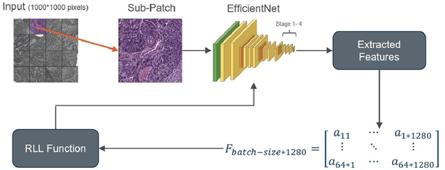 Figure 3 for Ranking Loss and Sequestering Learning for Reducing Image Search Bias in Histopathology