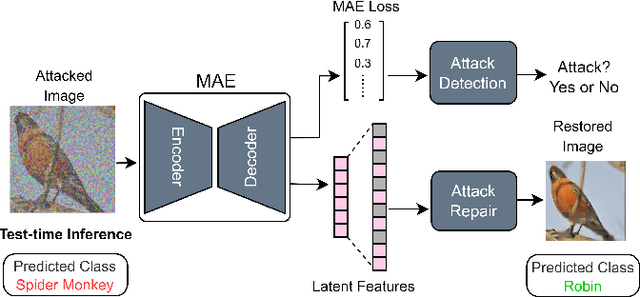 Figure 1 for Test-time Defense against Adversarial Attacks: Detection and Reconstruction of Adversarial Examples via Masked Autoencoder