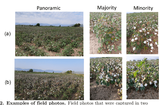 Figure 3 for Fuzzy clustering for the within-season estimation of cotton phenology