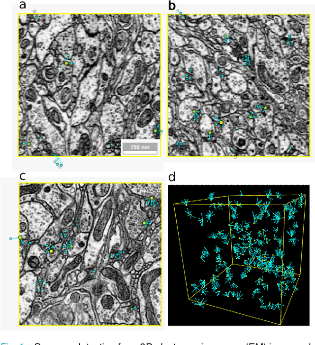 Figure 1 for An Out-of-Domain Synapse Detection Challenge for Microwasp Brain Connectomes