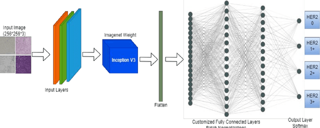 Figure 4 for convoHER2: A Deep Neural Network for Multi-Stage Classification of HER2 Breast Cancer