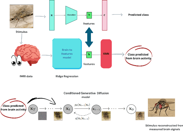 Figure 1 for Semantic Brain Decoding: from fMRI to conceptually similar image reconstruction of visual stimuli