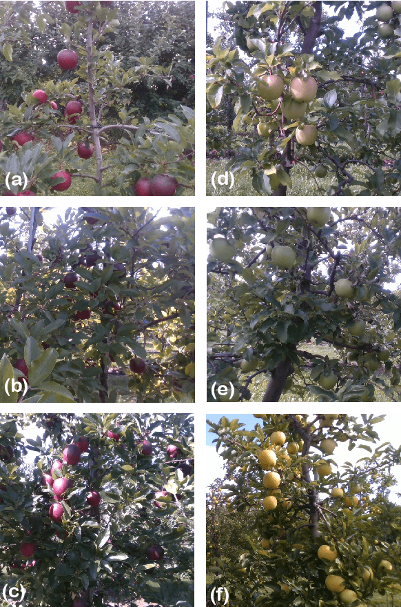 Figure 1 for O2RNet: Occluder-Occludee Relational Network for Robust Apple Detection in Clustered Orchard Environments