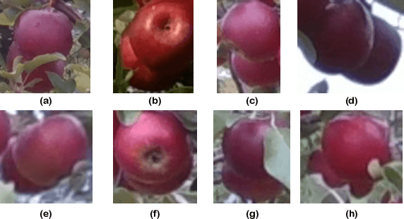 Figure 3 for O2RNet: Occluder-Occludee Relational Network for Robust Apple Detection in Clustered Orchard Environments