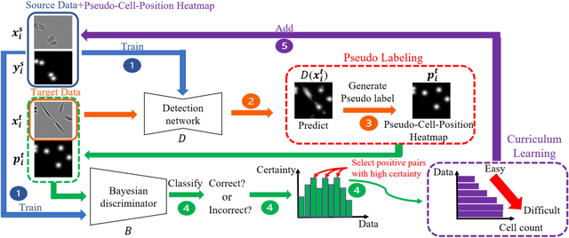 Figure 3 for Effective Pseudo-Labeling based on Heatmap for Unsupervised Domain Adaptation in Cell Detection