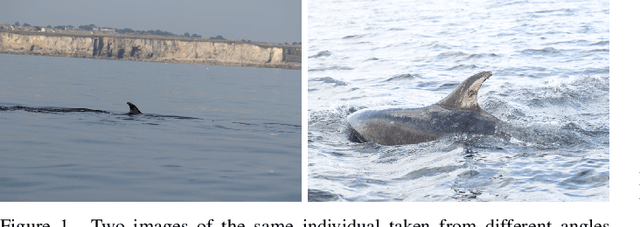 Figure 1 for Towards Automatic Cetacean Photo-Identification: A Framework for Fine-Grain, Few-Shot Learning in Marine Ecology