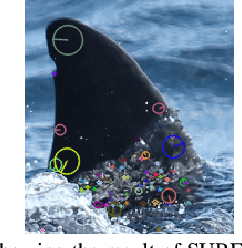 Figure 2 for Towards Automatic Cetacean Photo-Identification: A Framework for Fine-Grain, Few-Shot Learning in Marine Ecology