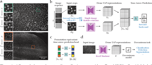 Figure 1 for Self-supervised dense representation learning for live-cell microscopy with time arrow prediction