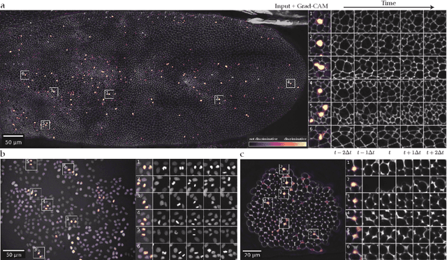 Figure 3 for Self-supervised dense representation learning for live-cell microscopy with time arrow prediction