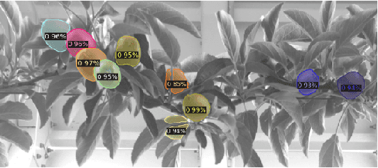 Figure 4 for Seeing the Fruit for the Leaves: Robotically Mapping Apple Fruitlets in a Commercial Orchard