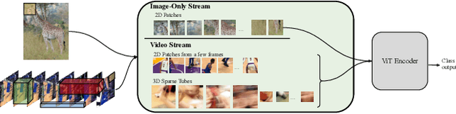 Figure 1 for Rethinking Video ViTs: Sparse Video Tubes for Joint Image and Video Learning