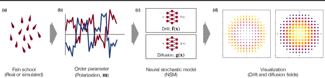 Figure 1 for Discovering mesoscopic descriptions of collective movement with neural stochastic modelling