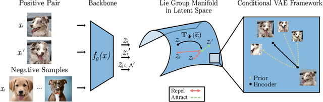 Figure 1 for Manifold Contrastive Learning with Variational Lie Group Operators