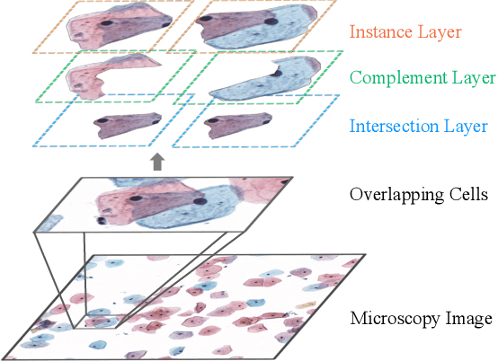 Figure 1 for DoNet: Deep De-overlapping Network for Cytology Instance Segmentation