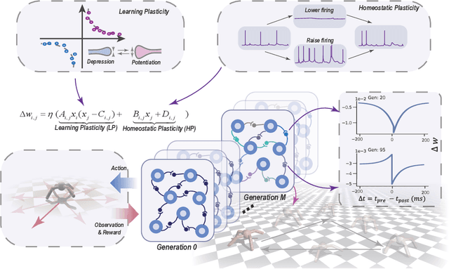 Figure 1 for Metaplasticity: Unifying Learning and Homeostatic Plasticity in Spiking Neural Networks