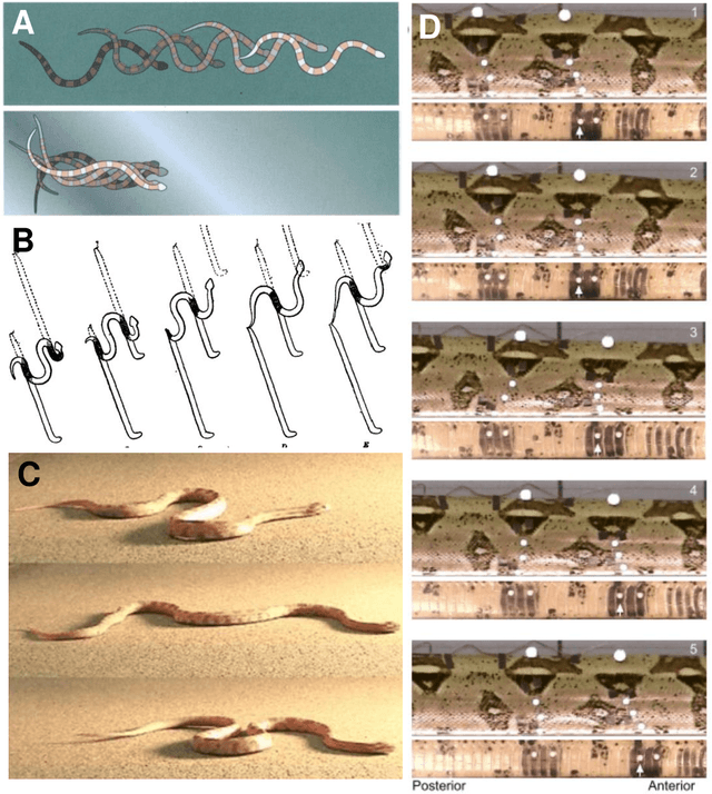 Figure 4 for Snake and Snake Robot Locomotion in Complex, 3-D Terrain