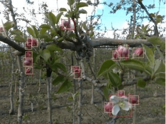 Figure 3 for Machine Vision System for Early-stage Apple Flowers and Flower Clusters Detection for Precision Thinning and Pollination