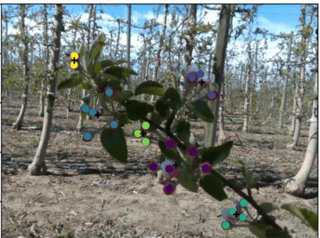 Figure 4 for Machine Vision System for Early-stage Apple Flowers and Flower Clusters Detection for Precision Thinning and Pollination