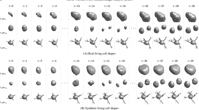 Figure 1 for Generative modeling of living cells with SO(3)-equivariant implicit neural representations