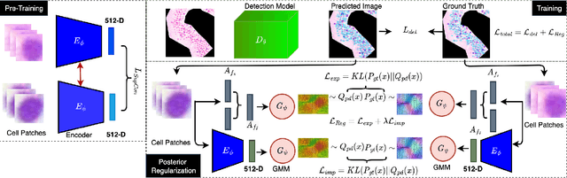 Figure 3 for DeGPR: Deep Guided Posterior Regularization for Multi-Class Cell Detection and Counting