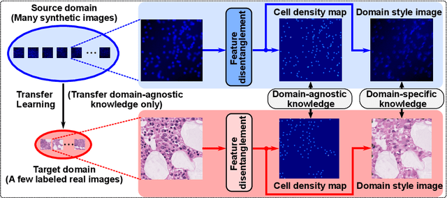 Figure 1 for Cross-domain Microscopy Cell Counting by Disentangled Transfer Learning