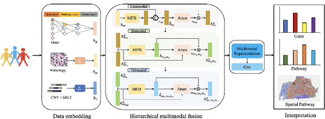 Figure 1 for Deep Biological Pathway Informed Pathology-Genomic Multimodal Survival Prediction