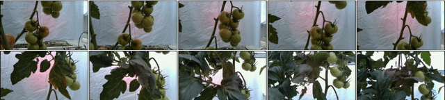 Figure 3 for MinkSORT: A 3D deep feature extractor using sparse convolutions to improve 3D multi-object tracking in greenhouse tomato plants
