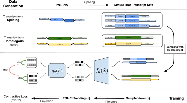 Figure 3 for Splicing Up Your Predictions with RNA Contrastive Learning