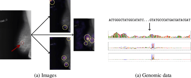 Figure 1 for Utilizing Mutations to Evaluate Interpretability of Neural Networks on Genomic Data