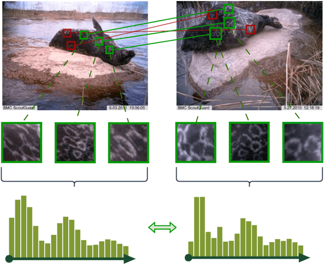 Figure 1 for Combining feature aggregation and geometric similarity for re-identification of patterned animals