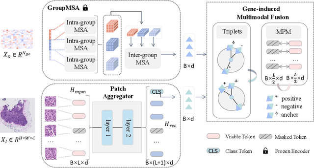 Figure 1 for Gene-induced Multimodal Pre-training for Image-omic Classification