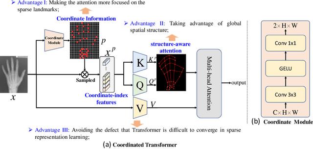 Figure 3 for Coordinated Transformer with Position \& Sample-aware Central Loss for Anatomical Landmark Detection