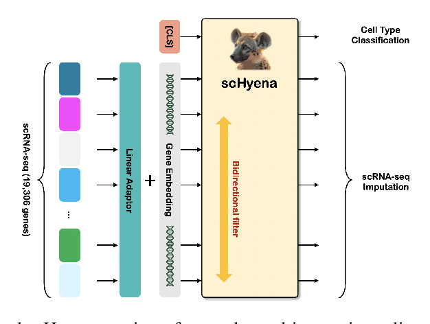 Figure 1 for scHyena: Foundation Model for Full-Length Single-Cell RNA-Seq Analysis in Brain