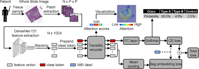 Figure 1 for BEL: A Bag Embedding Loss for Transformer enhances Multiple Instance Whole Slide Image Classification