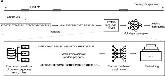 Figure 1 for ProtiGeno: a prokaryotic short gene finder using protein language models