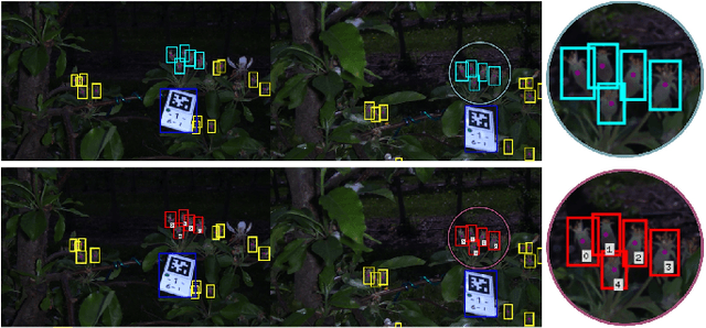 Figure 3 for Autonomous Apple Fruitlet Sizing and Growth Rate Tracking using Computer Vision