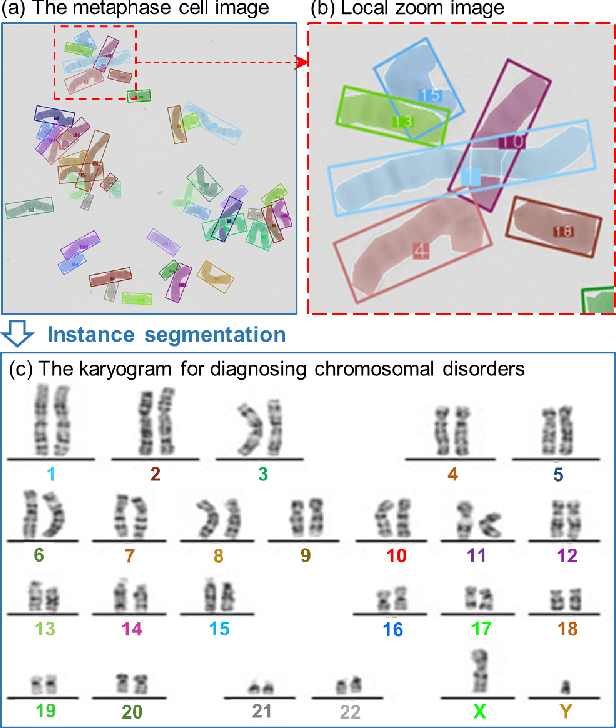 Figure 1 for AutoKary2022: A Large-Scale Densely Annotated Dateset for Chromosome Instance Segmentation