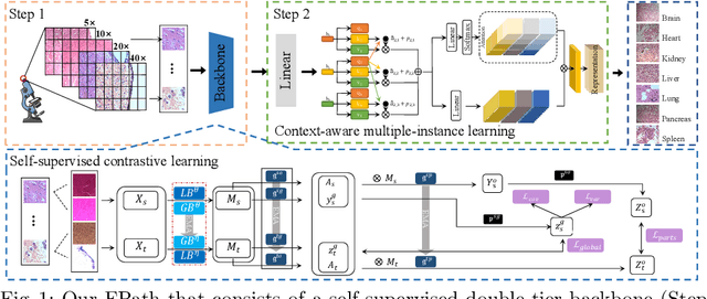 Figure 1 for Forensic Histopathological Recognition via a Context-Aware MIL Network Powered by Self-Supervised Contrastive Learning