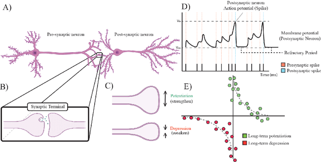 Figure 1 for Brain-inspired learning in artificial neural networks: a review