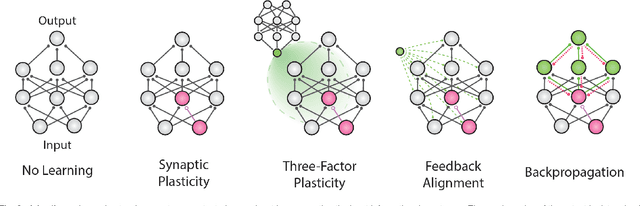 Figure 3 for Brain-inspired learning in artificial neural networks: a review