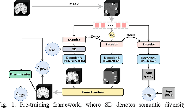 Figure 1 for Multi-task Collaborative Pre-training and Individual-adaptive-tokens Fine-tuning: A Unified Framework for Brain Representation Learning