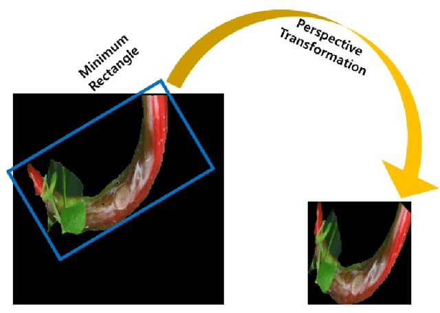 Figure 3 for Chili Pepper Disease Diagnosis via Image Reconstruction Using GrabCut and Generative Adversarial Serial Autoencoder