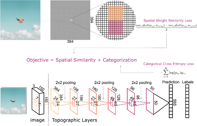 Figure 1 for End-to-end topographic networks as models of cortical map formation and human visual behaviour: moving beyond convolutions