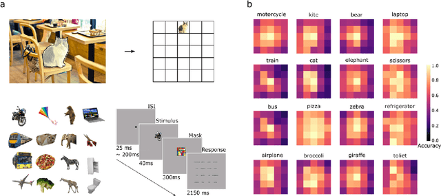 Figure 3 for End-to-end topographic networks as models of cortical map formation and human visual behaviour: moving beyond convolutions