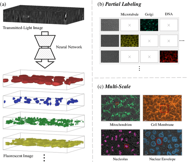 Figure 1 for RepMode: Learning to Re-parameterize Diverse Experts for Subcellular Structure Prediction