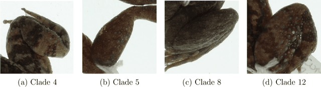Figure 3 for Deep Neural Network Identification of Limnonectes Species and New Class Detection Using Image Data