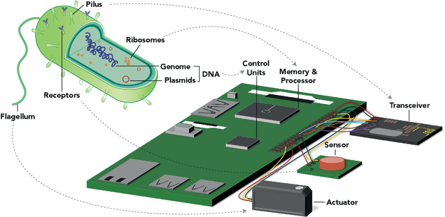 Figure 1 for Bacterial Communications and Computing in Internet of Everything (IoE)