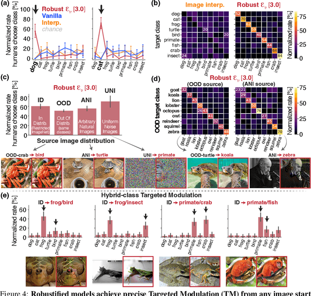 Figure 4 for Robustified ANNs Reveal Wormholes Between Human Category Percepts