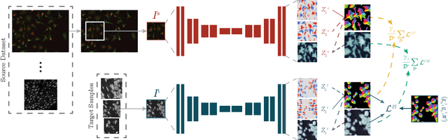 Figure 3 for CellTranspose: Few-shot Domain Adaptation for Cellular Instance Segmentation