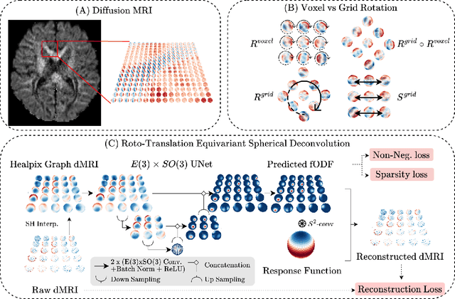 Figure 1 for $E(3) \times SO(3)$-Equivariant Networks for Spherical Deconvolution in Diffusion MRI